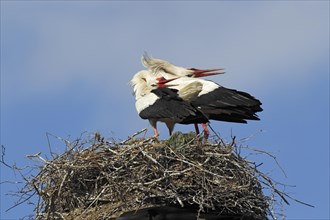 White Storks on the nest