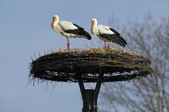 White Storks (Ciconia ciconia) on their nest