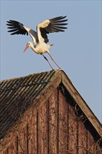 White Stork (Ciconia ciconia) taking off from a roof