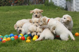 Golden Retriever puppies playing with balls on meadow