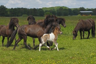 Foal and mare in a herd of Icelandic horses