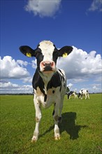 Curious young Friesian dairy cow on a pasture