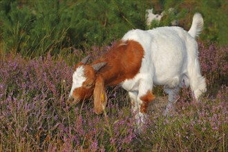 Boer goat feeding on heather