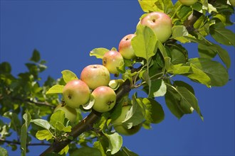 Apples on an apple tree