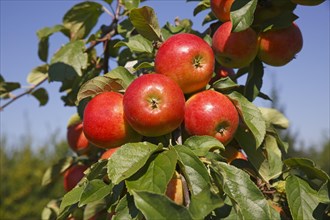 Apples on an apple tree