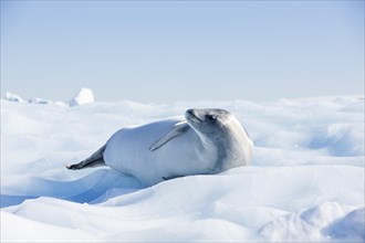Leopard Seal (Hydrurga leptonyx) lying on an ice floe