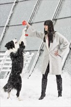 Border Collie standing standing on hindlegs in front of a young woman in the snow