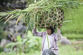 Indonesian farmer carrying the harvest in a basket on her head
