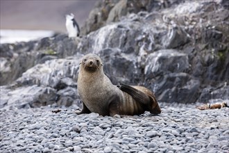 Antarctic fur seal (Arctocephalus gazella)