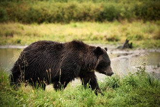 Grizzly Bear (Ursus arctos horribilis)