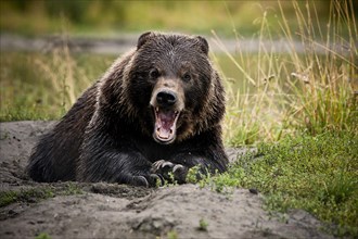 Grizzly Bear (Ursus arctos horribilis) with wide open jaws