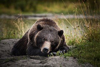 Grizzly Bear (Ursus arctos horribilis) lying on the ground