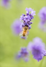 Bee (Apis sp.) pollinating Lavender flowers (Lavandula sp.)