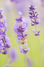 Bee (Apis sp.) pollinating Lavender flowers (Lavandula sp.)