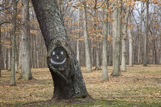 A tree with a smiley face