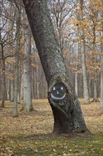 A tree with a smiley face