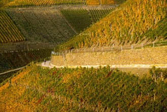 Vineyards in autumn