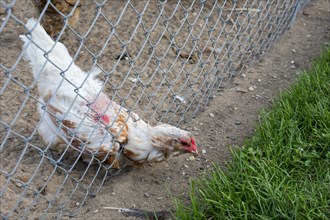 A chicken streching through a fence