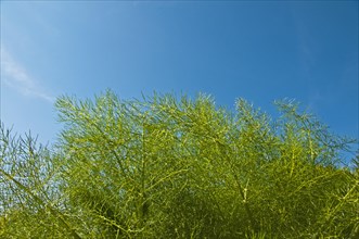 Fennel plant (Foeniculum vulgare)
