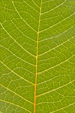 Veins in the leaf of a Poinsettia or Christmas Star (Euphorbia pulcherrima)