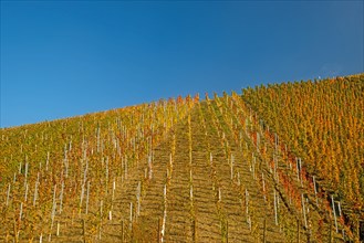 Vineyard in autumn