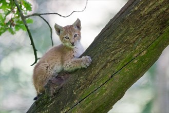 Eurasian Lynx (Lynx lynx) cub climbing an old tree trunk