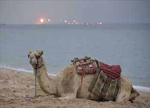 Camel lying on the beach