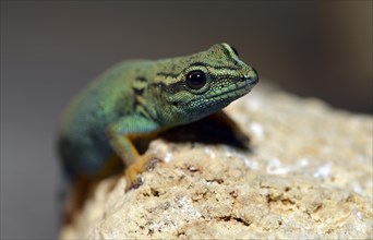 William's Dwarf Gecko or the Electric Blue Gecko (Lygodactylus williamsi)