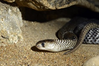 Poisonous Indian Cobra (Naja naja naja)