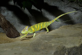 Yemen Chameleon (Chamaeleo calyptratus)