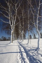 Snow-covered tree-lined path
