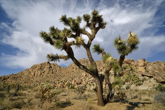 Joshua Tree or Yucca Palm (Yucca brevifolia)
