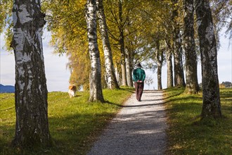 Rambler with a dog walking down a birch tree alley in autumn