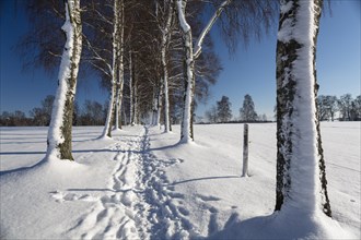 Snow-covered tree-lined path