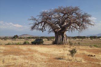 Baobab tree (Adansonia digitata)
