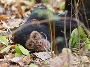 Young chimpanzee (Pan troglodytes)
