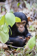 Young chimpanzees (Pan troglodytes)