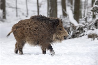 Wild boar (Sus scrofa) in the snow