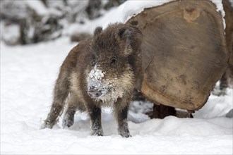 Wild boar (Sus scrofa) in the snow