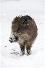 Wild boar (Sus scrofa) in the snow