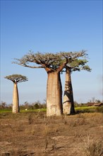 African baobab trees (Adansonia digitata)