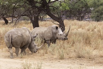 White Rhinos or Square-lipped Rhinos (Ceratotherium simum)