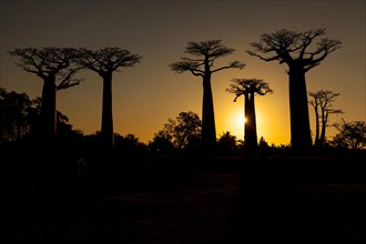 African baobab trees (Adansonia digitata)