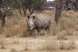 White Rhinoceros or Square-lipped Rhinoceros (Ceratotherium simum)