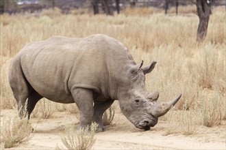 White Rhinoceros or Square-lipped Rhinoceros (Ceratotherium simum)