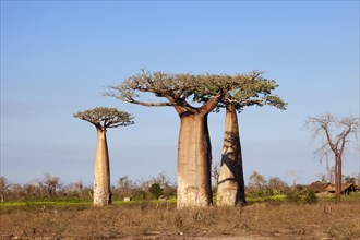 African Baobabs (Adansonia digitata)