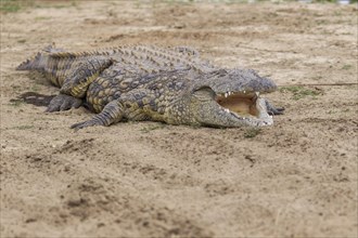 Nile Crocodile (Crocodylus niloticus) with opened mouth