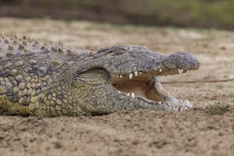 Nile Crocodile (Crocodylus niloticus) with opened mouth
