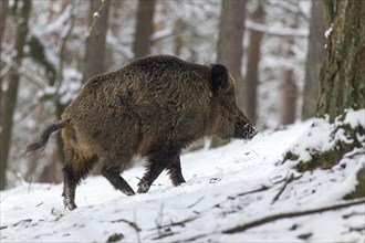 Wild boar (Sus scrofa)