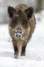 Wild boar (Sus scrofa) in winter